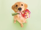 hond met bloemen